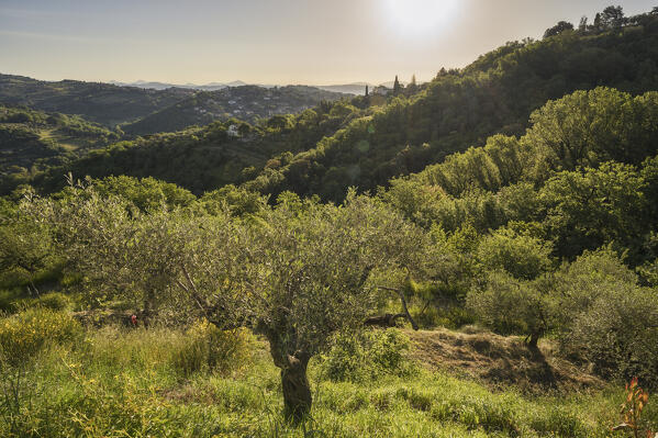 Sunrise over the hills. Perugia, Perugia Province, Umbria, Italy,Europe