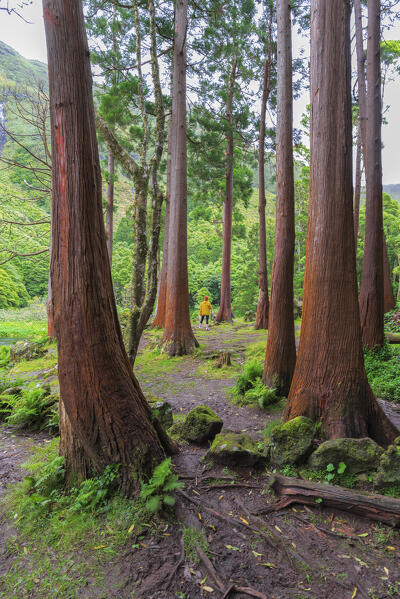 Woman walks among trees at Poco Ribeira do Ferreiro (Alagoinha), Lajes das Flores municipality, Flores Island (Ilha das Flores), Azores archipelago, Portugal, Europe