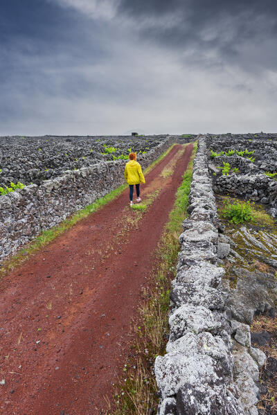 Woman walks the road among vineyards and dry stone wall, Madalena, Madalena municipality, Pico island (Ilha do Pico), Azores archipelago, Portugal, Europe