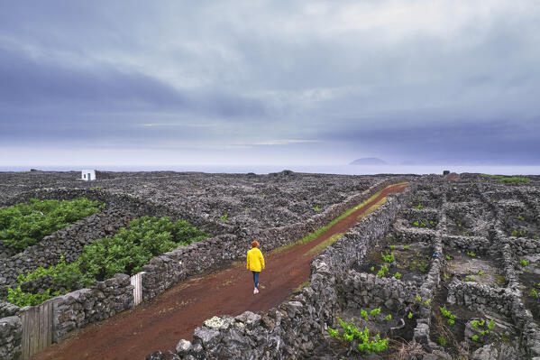 Woman walks the road among vineyards and dry stone wall from above, Madalena, Madalena municipality, Pico island (Ilha do Pico), Azores archipelago, Portugal, Europe