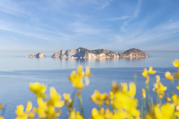 Morning view of  the mediterranean island of Palmarola from the top of the rocks of Monte della Guardia peak with flowers in the foreground, Ponza island, Archipelago Pontino, Latina province, Latium, Italy 
