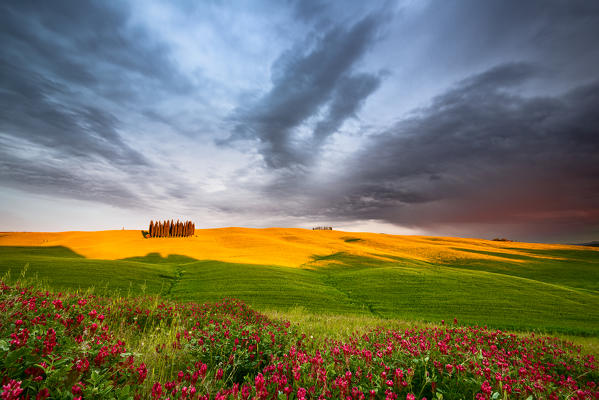 Italy, Tuscany, Siena District, Orcia Valley - cypresses at cloudy sunset