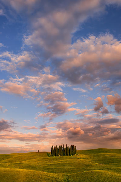 Italy, Tuscany, Siena District, Orcia Valley - cypresses at sunset