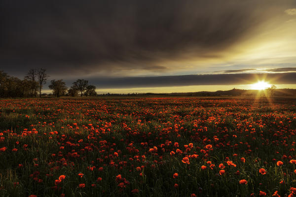 Poppy field at sunset, Alessandria province, Piedmont, Italy, Europe. 