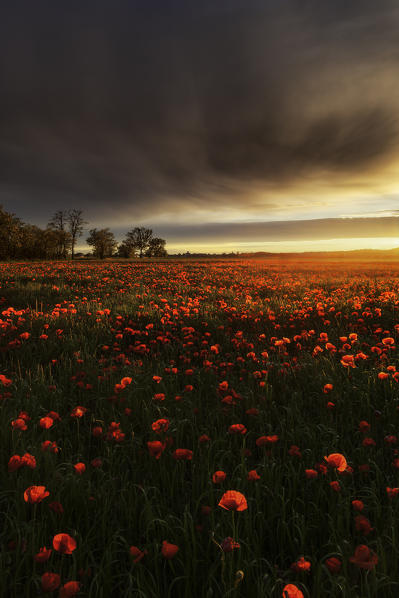 Poppy field at sunset, Alessandria province, Piedmont, Italy, Europe. 