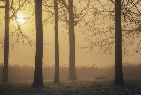 Piedmont countryside in autumn on a foggy morning,