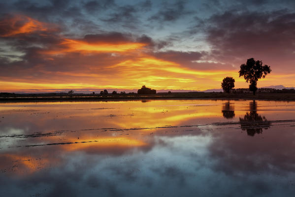Po Valley, Lombardy, Italy. A paddy field in Lomellina shooting with the golden hues of sunset.