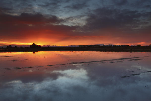 Po Valley, Lombardy, Italy. Sunset on a rice field in Lomellina