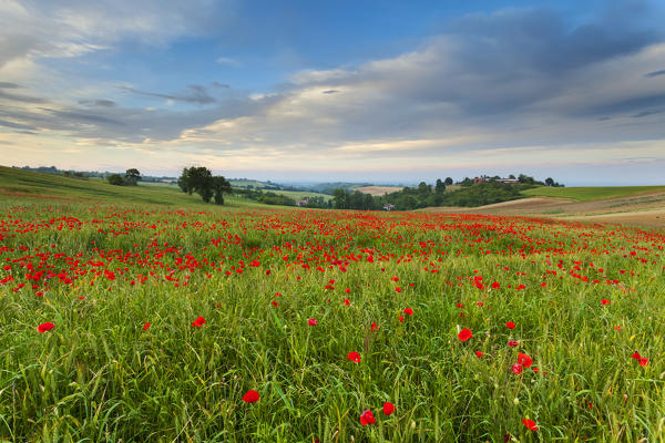 Monferrato hills,Alessandria province, Piedmont, Italy, Europe. 