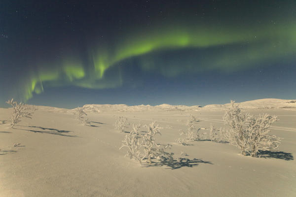 Frozen trees covered with snow under the Aurora Borealis, Abisko, Kiruna Municipality, Norrbotten County, Lapland, Sweden