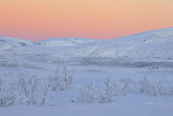 Frozen trees in the boreal forest, Abisko, Kiruna Municipality, Norrbotten County, Lapland, Sweden