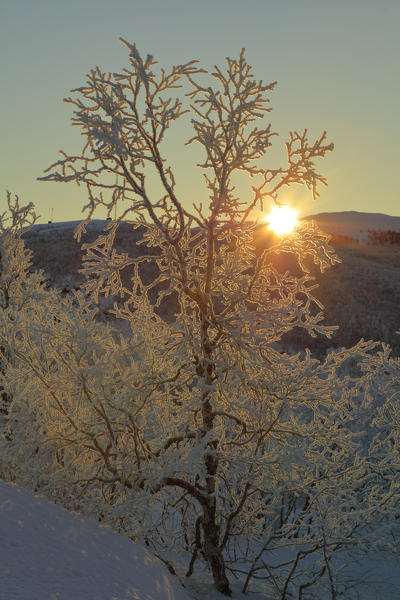 Frozen trees in the boreal forest, Abisko, Kiruna Municipality, Norrbotten County, Lapland, Sweden
