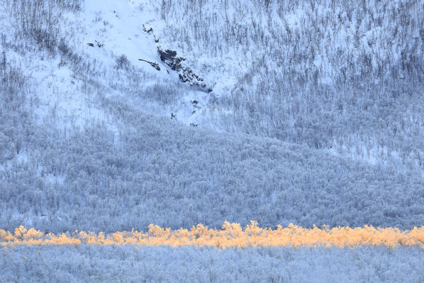 Frozen trees in the boreal forest, Abisko, Kiruna Municipality, Norrbotten County, Lapland, Sweden