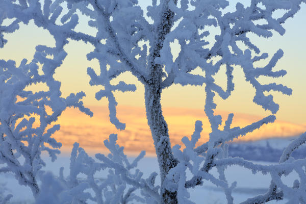 Frozen trees in the boreal forest, Abisko, Kiruna Municipality, Norrbotten County, Lapland, Sweden