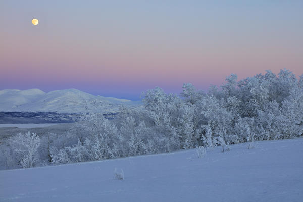 Panoramic of sunrise on the snowy landscape, Bjorkliden, Abisko, Kiruna Municipality, Norrbotten County, Lapland, Sweden
