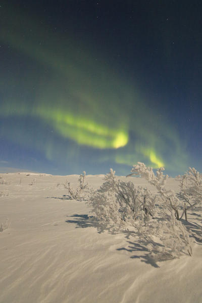 Lone trees covered with snow under the Aurora Borealis, Abisko, Kiruna Municipality, Norrbotten County, Lapland, Sweden