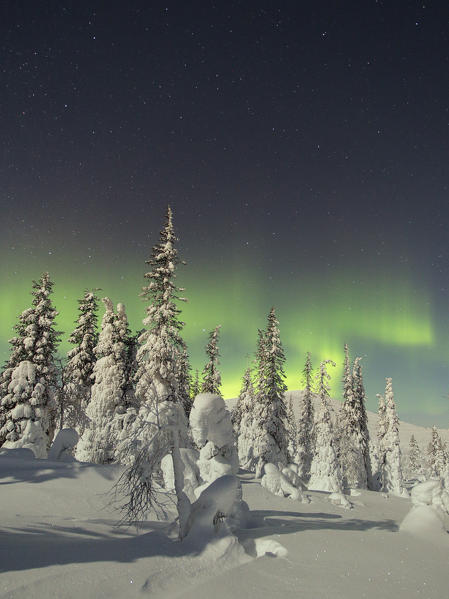 Frozen trees covered with snow under the Aurora Borealis, Muonio, Lapland, Finland.