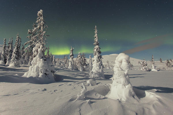 Frozen trees covered with snow under the Aurora Borealis, Muonio, Lapland, Finland, Europe