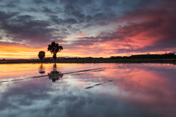 Po Valley, Lombardy, Italy. Sunset on a rice field in Lomellina.