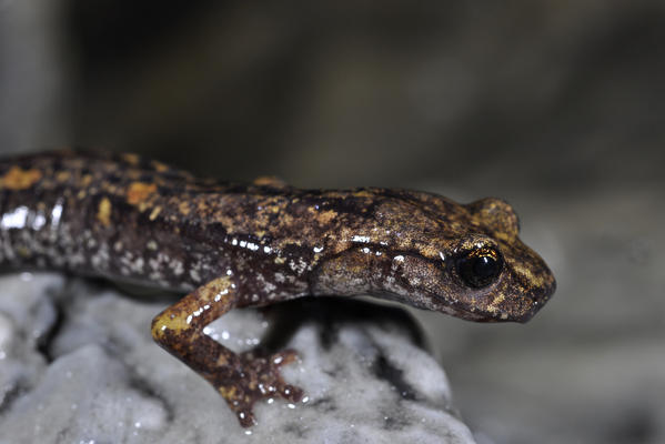 Speciemen of Speleomantes strinatii, Strinati's cave salamander