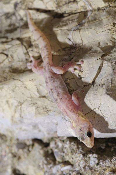 Gecko also called 