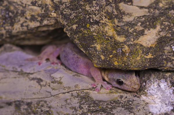 Gecko also called 