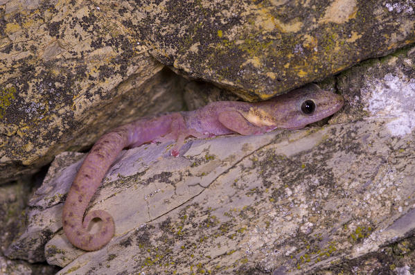 Gecko also called 