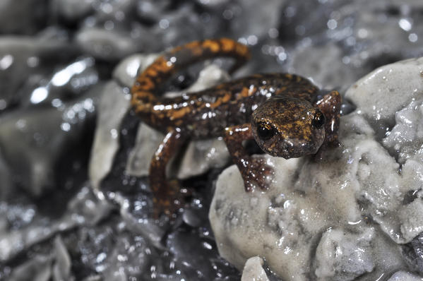 Speciemen of Speleomantes strinatii, Strinati's cave salamander, in a cave. 