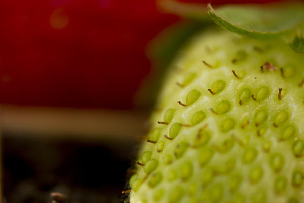 The achenes, the small seeds on the skin of this green unripe strawberries, are the real fruits of this plant