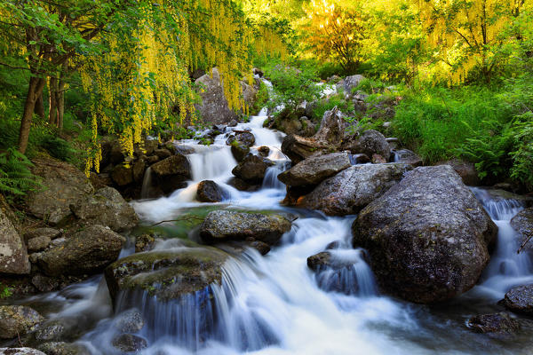 Small waterfall amongst laburnum trees in val di Mello, Valmasino, Valtellina, Province of Sondrio, Lombardy, Italy, Europe