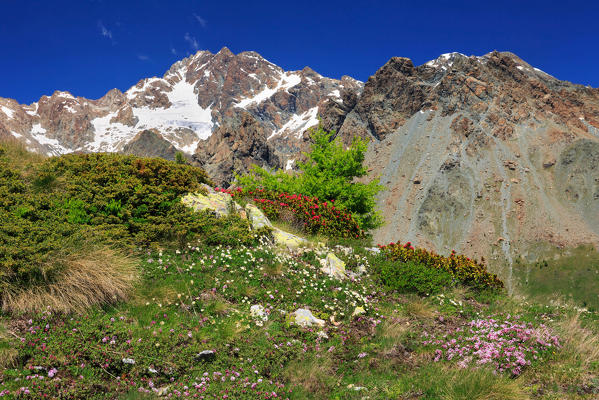 Flower's meadow in front of Mount Disgrazia, Valmalenco, Province of Sondrio, Lombardy, Italy, Europe