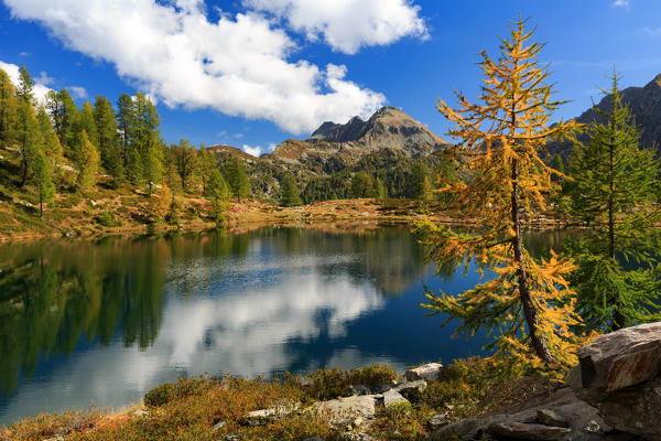 Larch on the shore of Lago dei Pozzoi in autumn, Valle di Campo, Valle Maggia, Canton Ticino, Switzerland, Europe