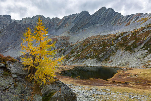 Lonely larch on the ridge above Lago Gelato in autumn, Valle di Campo, Valle Maggia, Canton Ticino, Switzerland, Europe