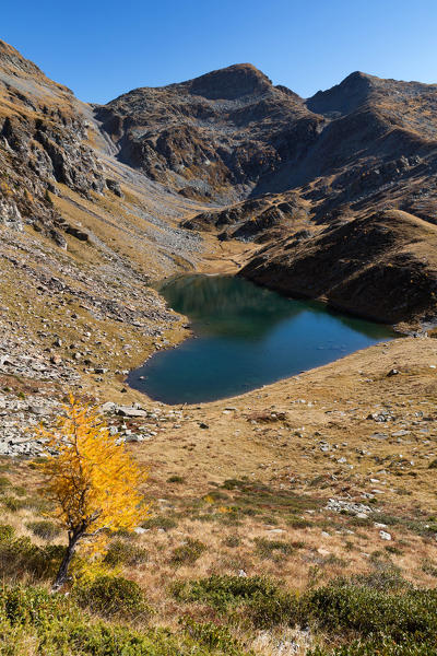 Lonely larch above the iconic heart-shaped alpine lake Lago Calvaresc in autumn, Val Calanca, Canton Grison, Switzerland, Europe