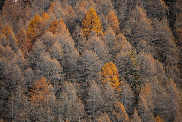 Larches in autumn in Val Bregaglia, Canton Grisons, Switzerland, Europe
