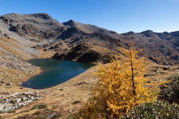 Lonely larches above the iconic heart-shaped alpine lake Lago Calvaresc in autumn, Val Calanca, Canton Grison, Switzerland, Europe
