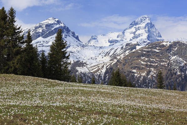 Crocus (Crocus vernus) bloom at Alp Flix, with Piz Platta in the background, Sur, Grisons, Switzerland