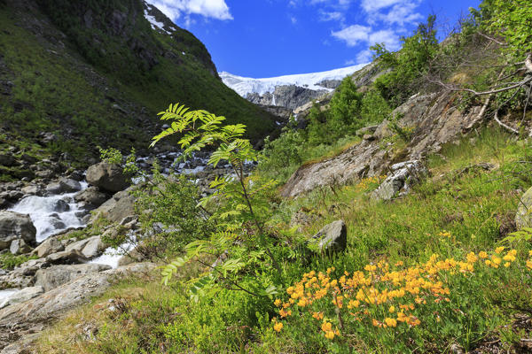 Flowers on the path to Buer Glacier in Folgefonna National Park, Odda, Hordaland, Norway
