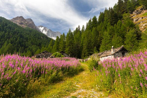Hiking path at Pian del Lupo with Monte Disgrazia in the background, Chiareggio, Valmalenco, Province of Sondrio, Lombardy, Italy