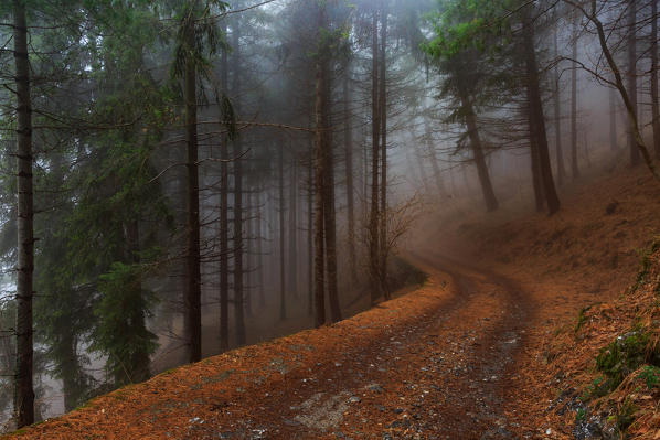 Road in the woods near terz'alpe in val ravella, gajum, canzo, valassina, province of como, lombardy, italy, Europe