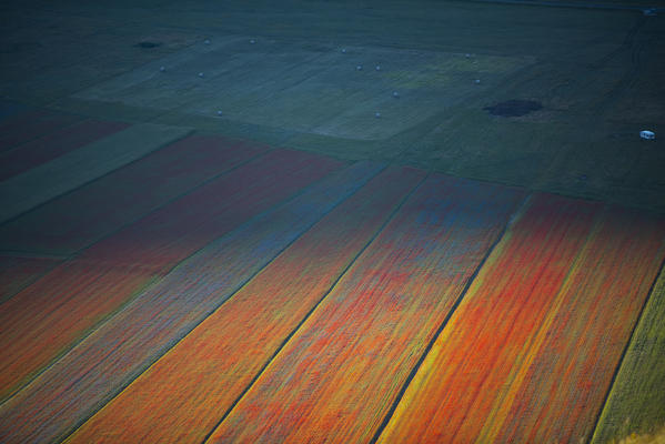 Italy, Umbria, Sibillini National Park,  Blooming on plateau Piano Grande di Castelluccio di Norcia