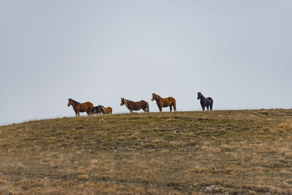 Italy, Umbria, Sibillini mountains, Horses in the fields