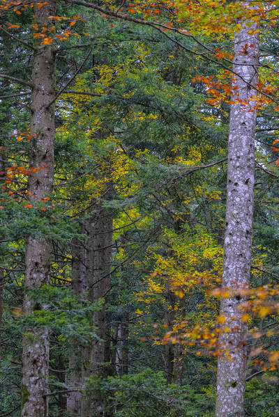 Italy, Tuscany, Apennines, Casentinesi Forests NP, Forest in Autumn