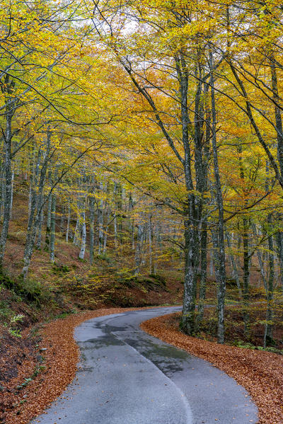Italy, Tuscany, Apennines, Casentinesi Forests NP, Forest in Autumn