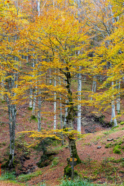Italy, Tuscany, Apennines, Casentinesi Forests NP, Forest in Autumn
