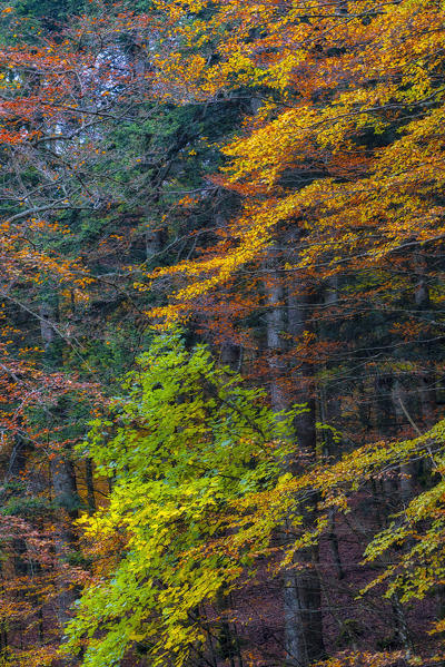 Italy, Tuscany, Apennines, Casentinesi Forests NP, Forest in Autumn