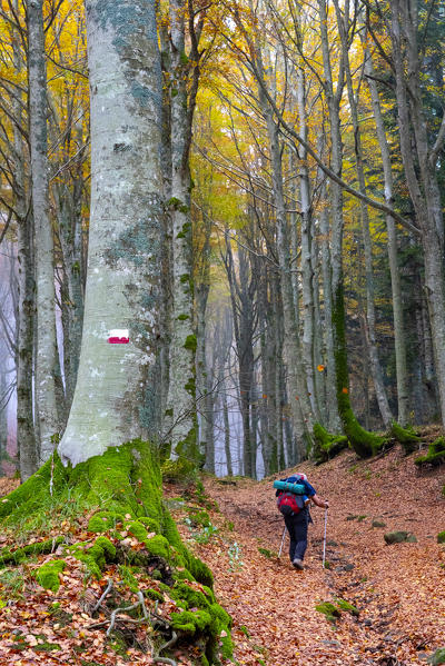 Italy, Tuscany, Apennines, Casentinesi Forests NP, Hiker in the forest