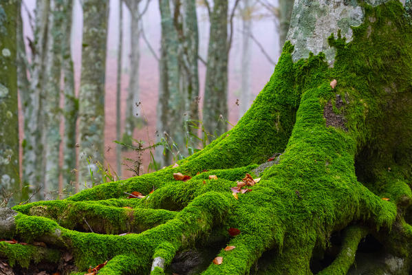 Italy, Tuscany, Apennines, Casentinesi Forests NP, Forest in Autumn