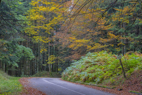 Italy, Tuscany, Apennines, Casentinesi Forests NP, Forest in Autumn