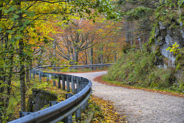 Italy, Tuscany, Apennines, Casentinesi Forests NP,  Forest in Autumn